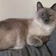 Look at Tofu, plotting his vicious attack!